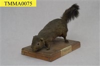 藏品(赤腹松鼠)的圖片